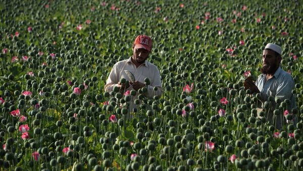 موسم حصاد نبات الخشخاش المخدر في أفغانستان، 10 أبريل/ نيسان 2016. - سبوتنيك عربي