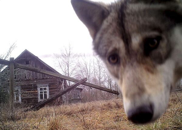 ذئب ينظر إلى الكاميرا في منطقة خالية من السكان بقرية أورفيتشي - سبوتنيك عربي