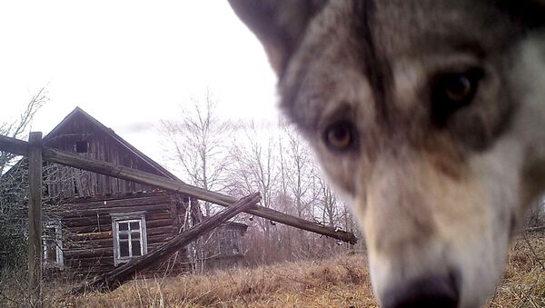 ذئب ينظر إلى الكاميرا في منطقة خالية من السكام بقرية أورفيتشي - سبوتنيك عربي