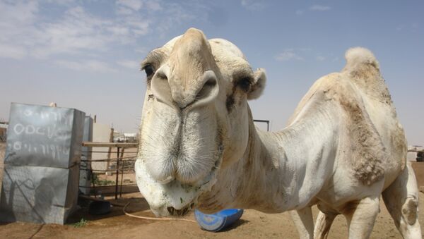 At the camel market in Riyadh - سبوتنيك عربي