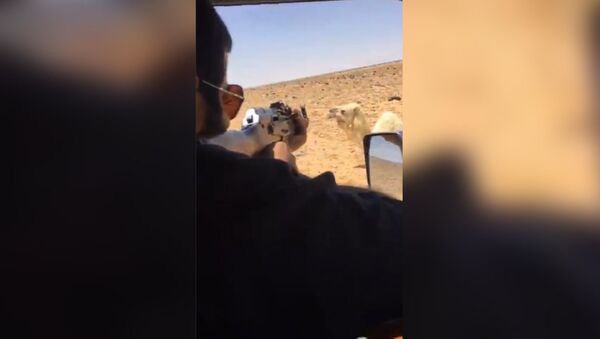 مواطن سعودي يطلق النار على جمل - سبوتنيك عربي