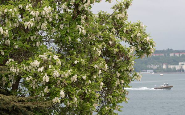 زهور الأكاتسيا على سواحل سيفاستوبل. - سبوتنيك عربي