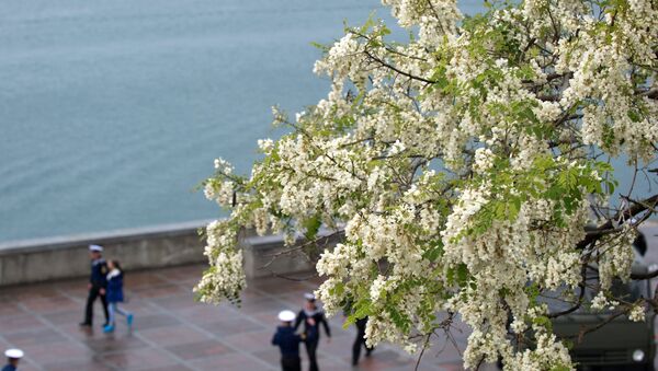 زهور الأكاتسيا على سواحل سيفاستوبل، بشبه جزيرة القرم. - سبوتنيك عربي