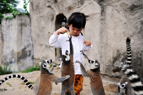 طفلة تطعم حيوانات اللَّيْمُور (ذات الذيوا الطويلة) في حديقة  تشينغداو (Qingdao Forest Wild Animal Park)، وذلك خلال الأنشطة القائمة بمناسبة يوم الطفل العالمي، الصين 29 مايو/ أيار 2016. - سبوتنيك عربي