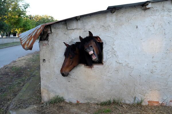 إضحك تضحك لك الخيول - خيول تطل من شباك الإسطبل في قرية بونتويراكليا باليونان، 27 مايو/ آيار 2016. - سبوتنيك عربي