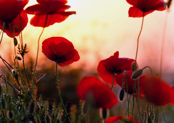 أزهار الخشخاش على خلفية طلوع الشمس في ضواحي قرية تشرنوبولي في القرم، روسيا. - سبوتنيك عربي