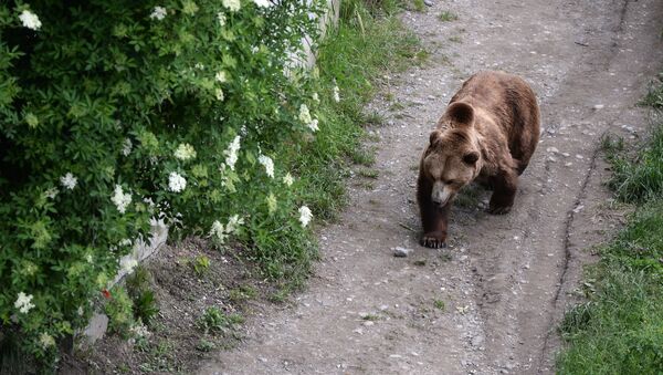صورة أرشيفية لدب يتجول في إحدى حدائق روسيا - سبوتنيك عربي
