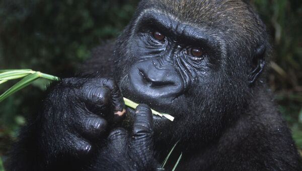 قرود الشمبانزي تسكر في الطبيعة - سبوتنيك عربي