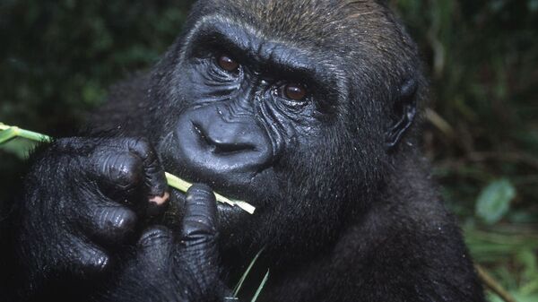 قرود الشمبانزي تسكر في الطبيعة - سبوتنيك عربي