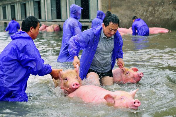 عمال المزارع ينقذون الخنازير خلال الفيضانات في مدينة وان في الصين - سبوتنيك عربي