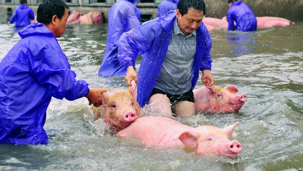 عمال المزارع ينقذون الخنازير خلال الفيضانات في مدينة وان في الصين - سبوتنيك عربي