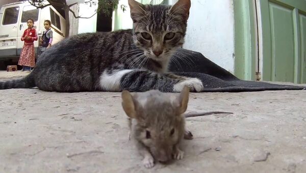 قط وفأر - سبوتنيك عربي