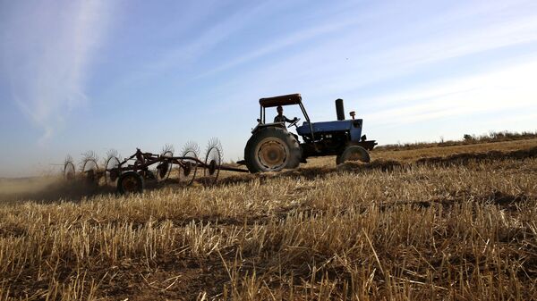حقول القمح - سبوتنيك عربي