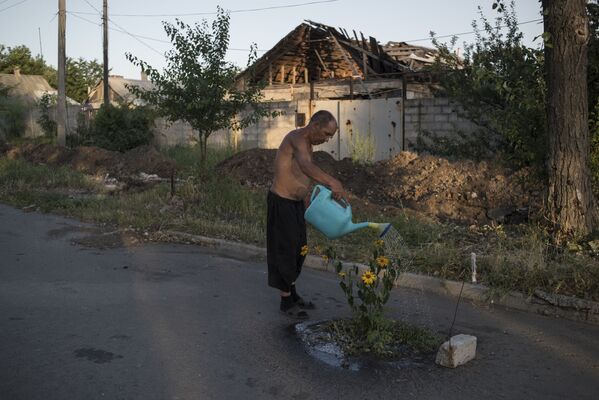 رجل يسقي أزهار عباد الشمس في قرية فيسيولوي (مرح) بمقاطعة دونيتسك، أوكرانيا - سبوتنيك عربي