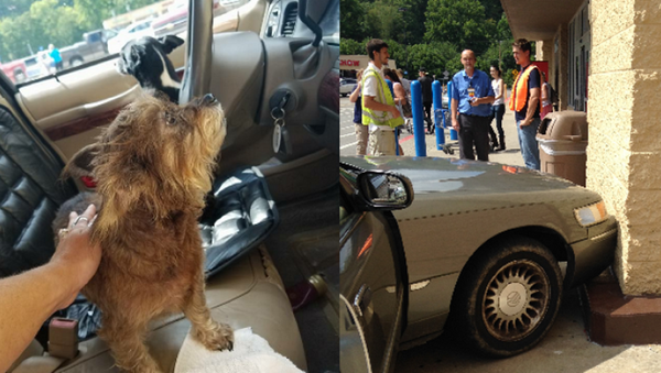 كلب يقود سيارة في الولايات المتحدة - سبوتنيك عربي