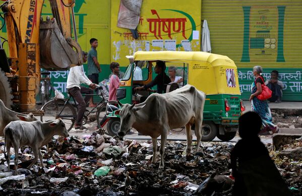 الأبقار تقف وسط القمامة في أحد شوارع مدينة أغرا، الهند 8 أغسطس/ آب 2016 - سبوتنيك عربي