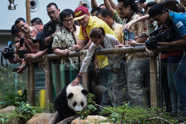زوار في حديقة الحيوانات يطعمون دب الباندا في كوالالمبور، 23 أغسطس/ آب 2016 - سبوتنيك عربي