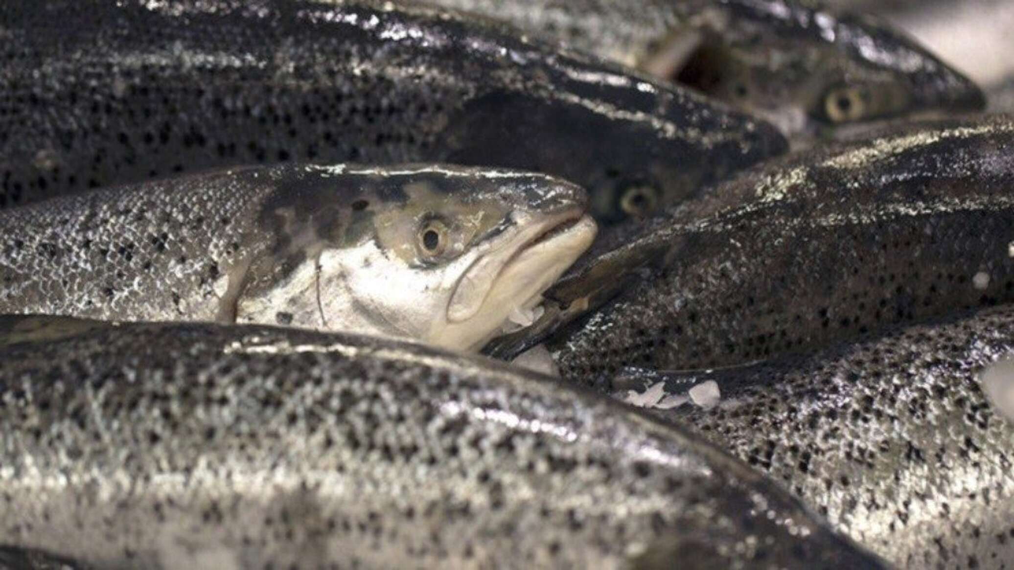 مجلة علمية تعلن انقراض أول سمكة بسبب البشر... صور وفيديو