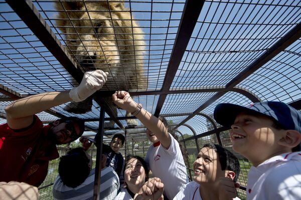 اليوم العالمي للسياحة - إطعام ملك الغابة عن قرب، في حديقة سفاري ليون زو في رانكاغوا، تشيلي - سبوتنيك عربي