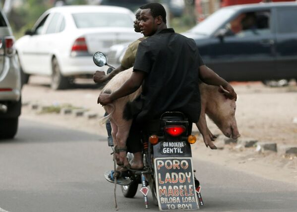 رجل يحمل حيوان الخنزير على دراجة نارية في كينشاسا، جمهورية الكونغو الديمواقراطية 28 سبتمبر/ أيلول 2016 - سبوتنيك عربي
