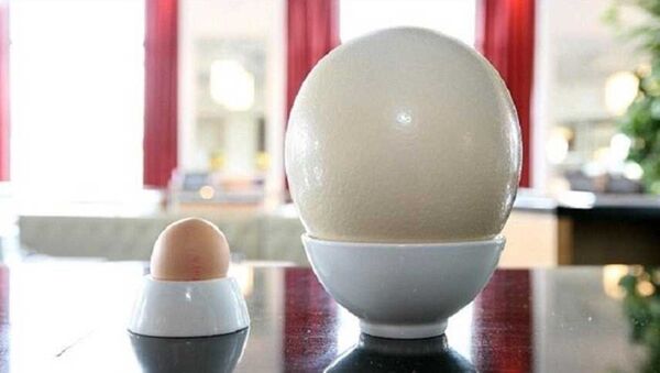 بيضة نعامة - سبوتنيك عربي