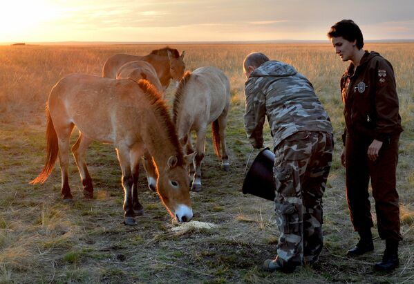 الرئيس الروسي فلاديمير بوتين يطعم الخيول البرية في المحمية الطبيعية في أورينبورغ - سبوتنيك عربي