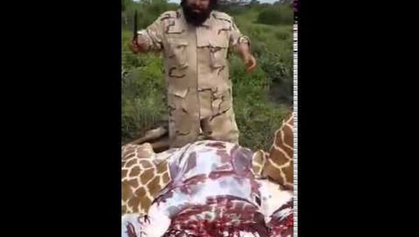 سعودي يذبح زرافة - سبوتنيك عربي