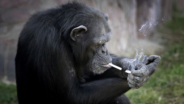 التدخين... عادة الشامبانزي المفضلة - سبوتنيك عربي
