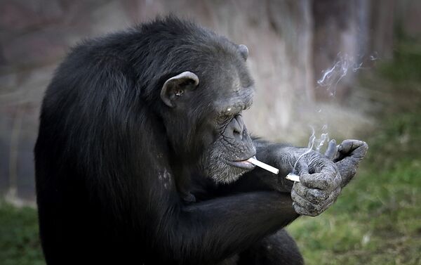 التدخين... عادة الشامبانزي المفضلة - سبوتنيك عربي