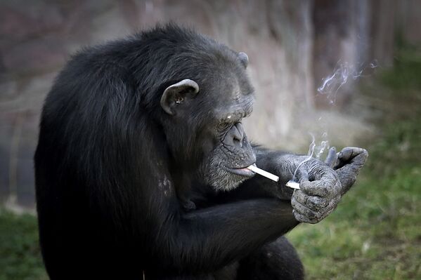 قرد يدخن في حديقة للحيوانات في بيونغ يانغ، كوريا الشمالية - سبوتنيك عربي