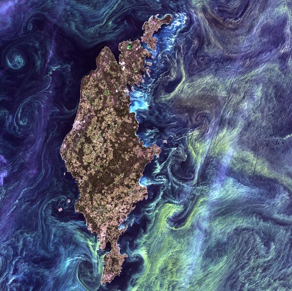 لوحة فان غوغ من الفضاء - تراكمات هائلة من العوالق النباتية في المياه الداكنة حول جزيرة غوتلاند في بحر البلطيق - سبوتنيك عربي
