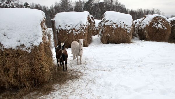 حيوان الماعز يقف وسط ثلج كثيف في قرية بيريزوفكا بمقاطعة تومسكايا - سبوتنيك عربي