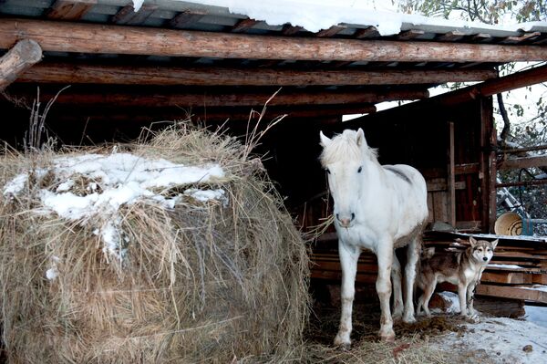 حصان وكلب يقفان بجوار منزل، في حي بمقاطعة تومسكايا - سبوتنيك عربي
