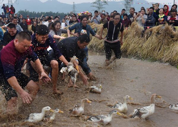 الصينيون يشاركون في لعبة صيد البط التقليدية، 30 أكتوبر/ تشرين الأول 2016 - سبوتنيك عربي