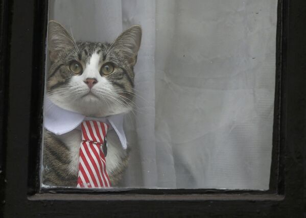 قط مؤسس ويكيليكس جوليان أسانج (اسم القط جيمس) ينظر من خلال نافذة سفارة إكوادور في لندن، إنجلترا 14 نوفمبر/ تشرين الثاني 2016 - سبوتنيك عربي