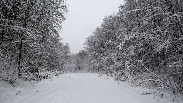 طريق مغطى بثلج كثيف وسط غابة بجمهورية كاريليا - سبوتنيك عربي