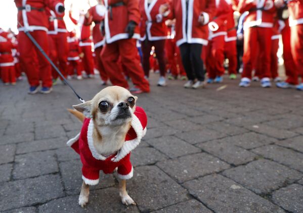 كلب يرتدي زي سانتا كلاوز (بابا نويل) في لندن، 4 ديسمبر/ كانون الأول 2016 - سبوتنيك عربي