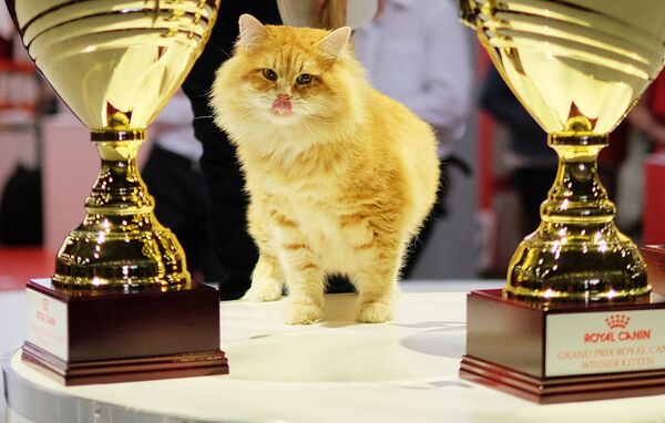قطة مشاركة في مسابقة غران بري رويال كانين في موسكو - سبوتنيك عربي