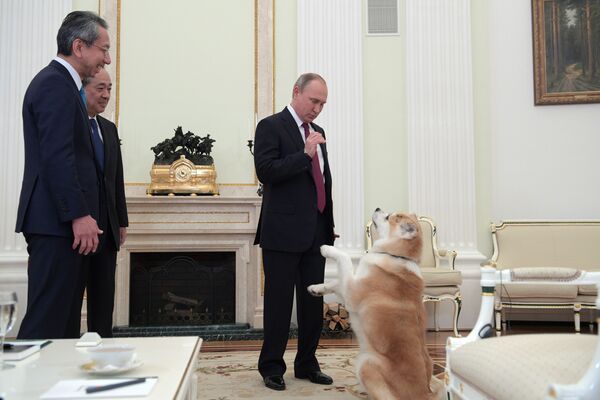 الرئيس الروسي فلاديمير بوتين يلاعب الكلب يوماي بالكرملين، والذي أهداه إياه اليابانيون، خلال لقائه بصحفيي قناة إبون اليابانية وصحيفة إيوميوري اليابانية، موسكو 13 ديسمبر/ كانون الأول 2016. - سبوتنيك عربي
