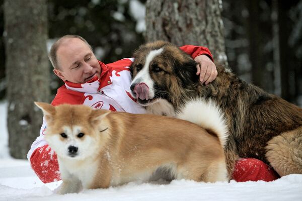 الرئيس الروسي فلاديمير بوتين يلاعب كلابه يوماي و بافي بمقاطعة موسكو - سبوتنيك عربي