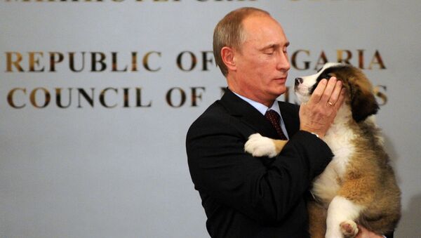 رئيس الوزراء الروسي (حينذاك) فلاديمير بوتين يحمل كلب الراعي البلغاري، الذي أهداه إياه نظيره من باكو، خلال لقائهما في مؤتمر صحفي في صوفيا، 13 نوفمبر/ تشرين الثاني 2016 - سبوتنيك عربي