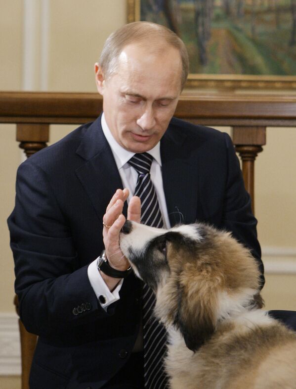الرئيس الروسي فلاديمير بوتين وكلبه بافي في مقره في نوفو-أوغاريفو بمقاطعة موسكو. - سبوتنيك عربي