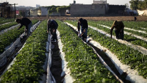 فلاحون فلسطينيون يجمعون الفراولة في بيت لاهيا، شمال قطاع غزة، فلسطين، 7 ديسمبر/ كانون الأول 2016 - سبوتنيك عربي