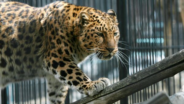 Дальневосточный леопард в зоопарке Новосибирска - سبوتنيك عربي
