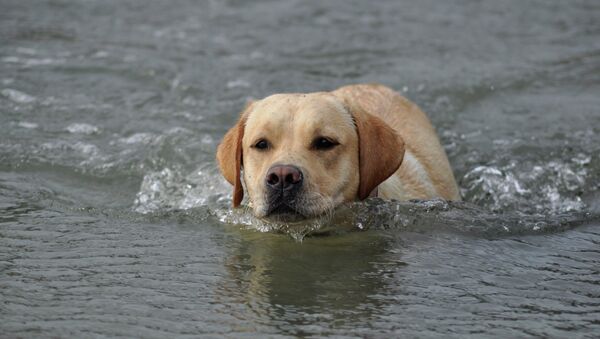 Dog swimming lessons - سبوتنيك عربي