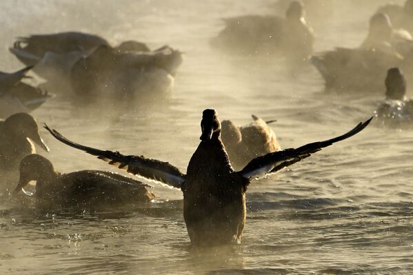 البط يقلع من سطح مياه نهر ياوزا في إحدى ضواحي موسكو، ودرجة الحرارة 24 تحت الصفر، 7 يناير/ كانون الثاني 2017 - سبوتنيك عربي