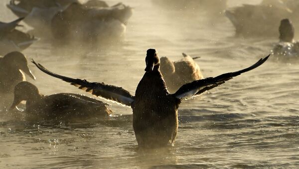 البط يقلع من سطح مياه نهر ياوزا في إحدى ضواحي موسكو، ودرجة الحرارة -24 تحت الصفر، 7 يناير/ كانون الثاني 2017 - سبوتنيك عربي
