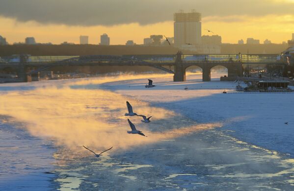 طيور النورس تحلق فوق نهر موسكو ودرجة الحرارة 27 تحت الصفر - سبوتنيك عربي