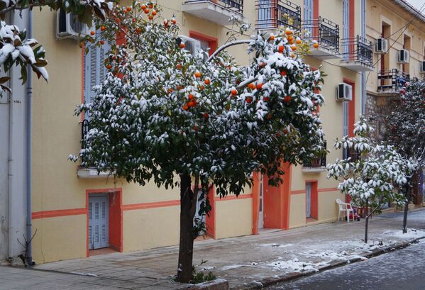 أشجار خضراء مغطاة بالثلوج في أثينا - سبوتنيك عربي
