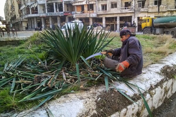 رجل يقوم بتقليم الأشجار بحي الناظرية في حلب، سوريا - سبوتنيك عربي